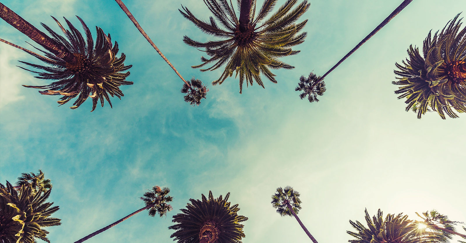 Palm Trees in Los Angeles